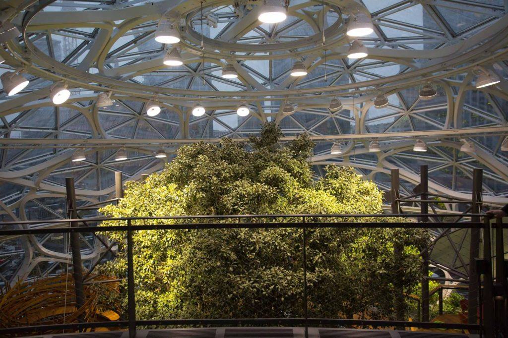 A seattle gli uffici amazon sono immersi in una foresta pluviale Amazon