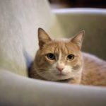 È re gino il gatto più famoso di facebook È re gino il gatto più famoso di facebook