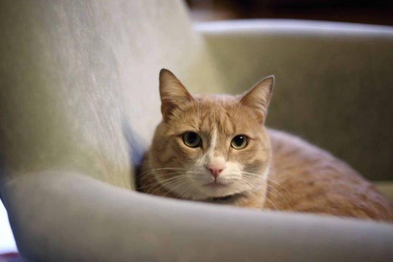 È re gino il gatto più famoso di facebook