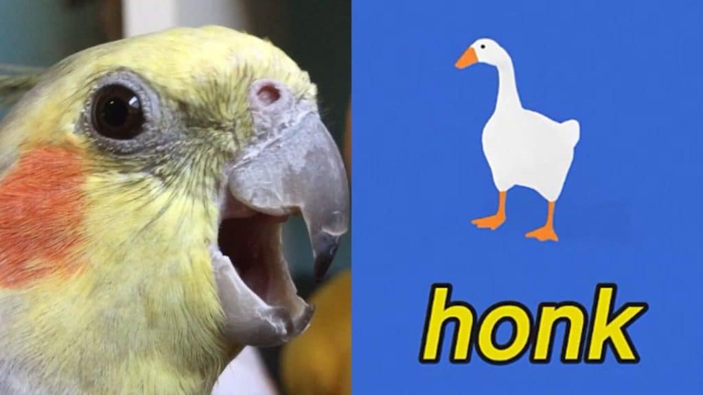 Untitled goose game: quando l'oca incontra alex the honk Alex vs l'oca