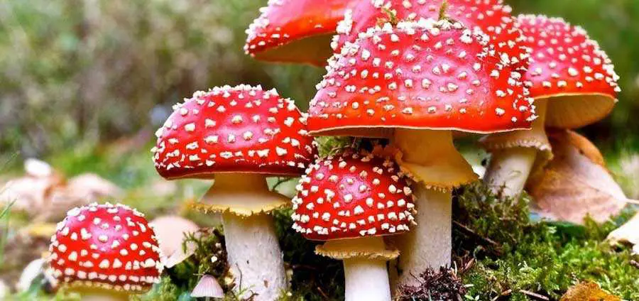 10 fact oscuri su Super Mario