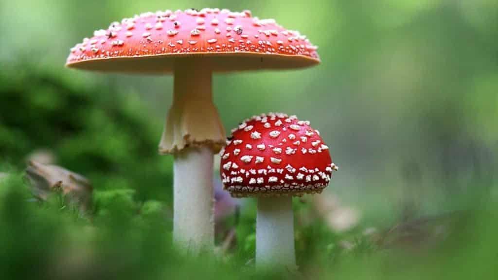 La sindrome di Super Mario: il fungo allucinogeno al quale si ispira il Power-up del gioco