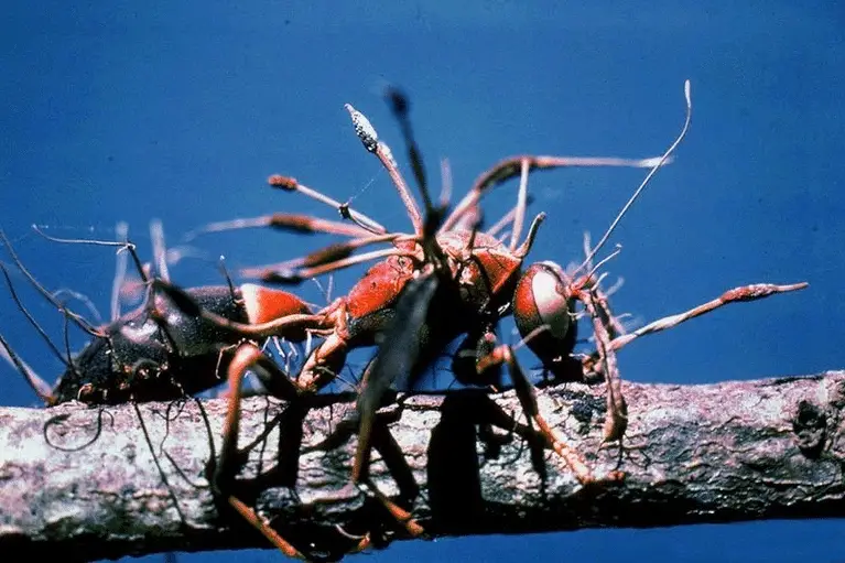 Il cordyceps di The Last of Us nella vita reale: un video impressionante