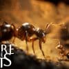Empire of the ants, annunciato per il 7 novembre con un nuovo trailer